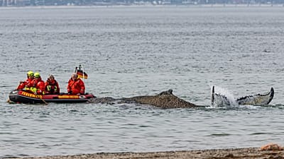 People from the Institute for Terrestrial and Aquatic Wildlife Research observe a whale washed up on the beach on the Baltic coast near Timmendorfer Strand, Germany, Monday, M