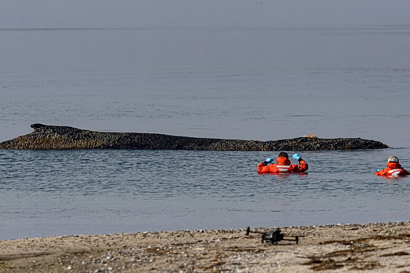 People from the Institute for Terrestrial and Aquatic Wildlife Research observe a whale washed up on the beach on the Baltic coast near Timmendorfer Strand, Germany, Monday, M