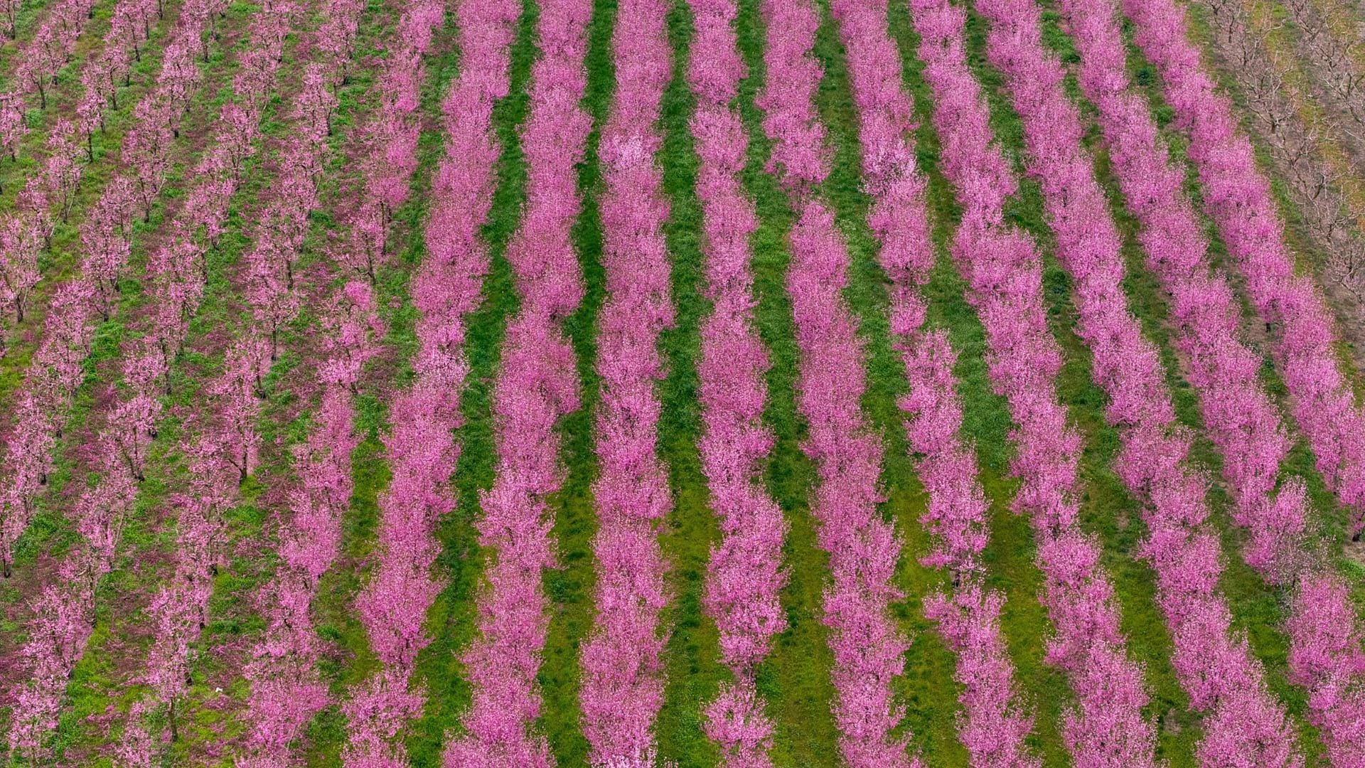 Ανθισμένες ροδακινιές στη Βέροια