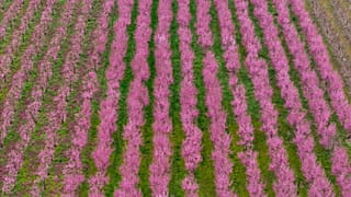 Ανθισμένες ροδακινιές στη Βέροια