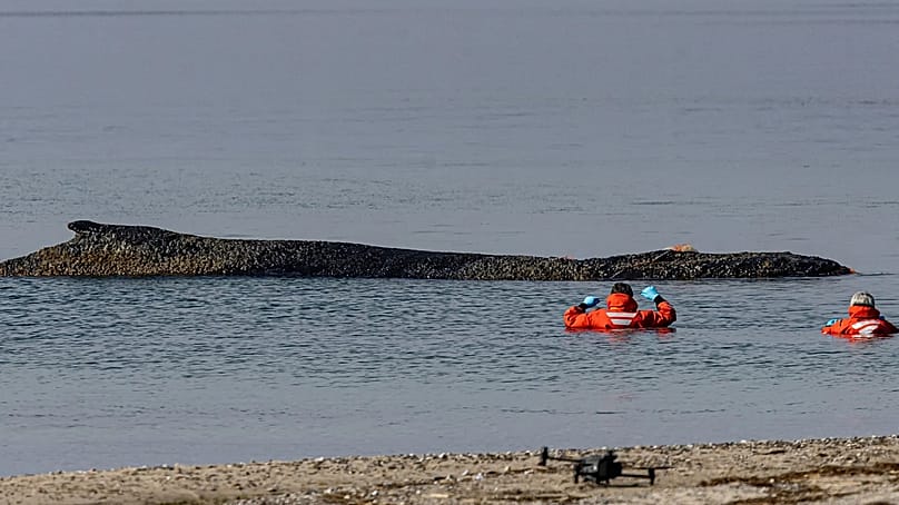Mitarbeiter des Instituts für Terrestrische und Aquatische Wildtierforschung beobachten einen Wal, der an der Ostseeküste bei Timmendorfer Strand angespült wurde, Deutschland, Montag, M