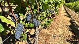 Archív: az Oregoni Állami Egyetem diákjai pinot noir szőlőt mutatnak be az egyetem szőlőültetvényében Alpine közelében, Oregonban, 2023. 09. 08-án