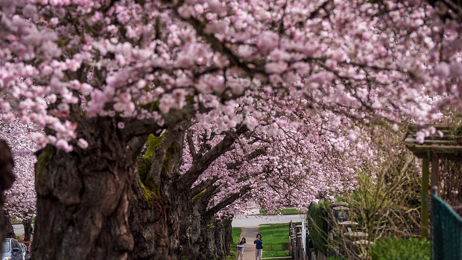 Menschen fotografieren die in voller Blüte stehenden Kirschbäume in Vancouver, British Columbia, am Montag, den 23. März 2026.