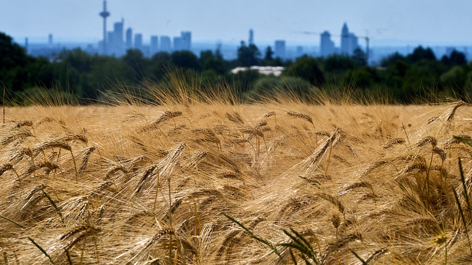Un champ de blé dans la banlieue de Francfort, en Allemagne.