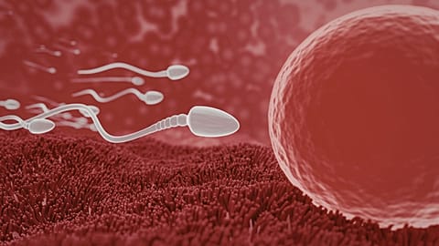 Regular ejaculation may improve male fertility, study suggests