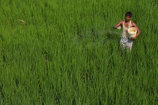 Guerre au Moyen-Orient : le coût des engrais agricoles menace la sécurité alimentaire en Afrique