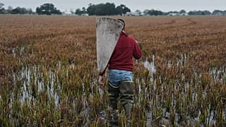 Un agricultor recorre la cosecha en un campo de arroz