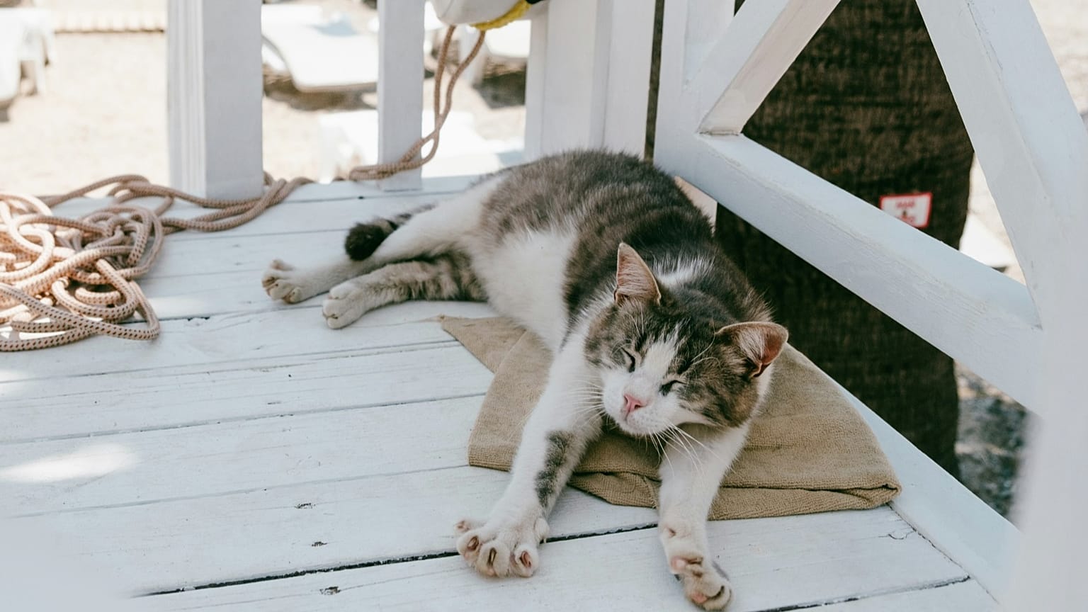La compagnie de croisière affirme que « les animaux de compagnie sont considérés comme des résidents du navire au même titre que leurs propriétaires »