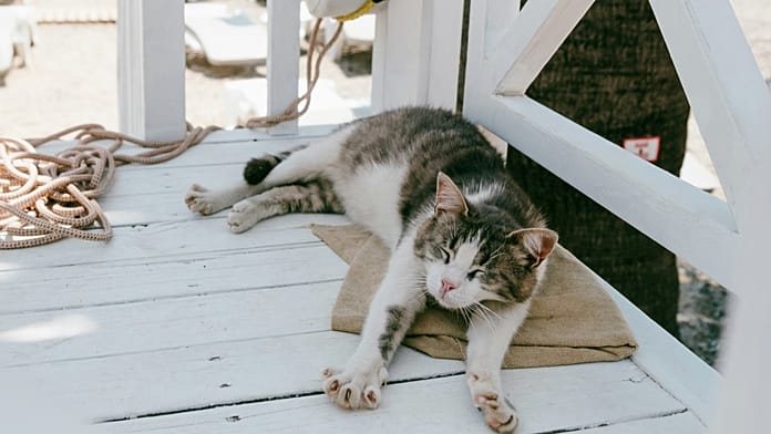 This residential cruise allows passengers to live onboard – and bring their furry friends