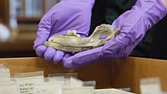 Eine Forscherin hält einen 14.300 Jahre alten Hundekiefer aus der Gough’s Cave in Großbritannien, gefunden im Jahr 2026.