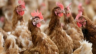 FILE - Cage-free chickens stand in a fenced pasture on an organic farm, Oct. 21, 2015, in Iowa