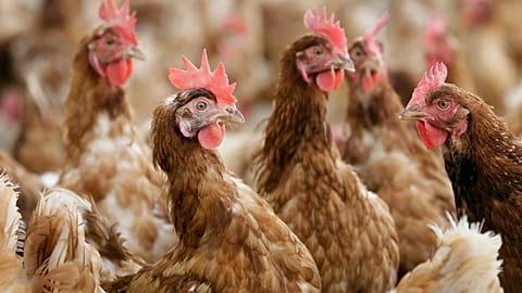 FILE - Cage-free chickens stand in a fenced pasture on an organic farm, Oct. 21, 2015, in Iowa