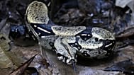A boa constrictor moves away after being freed by environmental authorities at a natural reserve in Leticia, 5 September, 2019