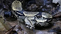 Un boa constrictor si allontana dopo essere stato liberato dalle autorità ambientali in una riserva naturale a Leticia, il 5 settembre 2019.