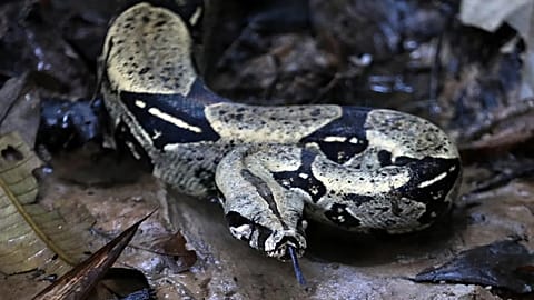 Un boa constrictor si allontana dopo essere stato liberato dalle autorità ambientali in una riserva naturale a Leticia, il 5 settembre 2019.