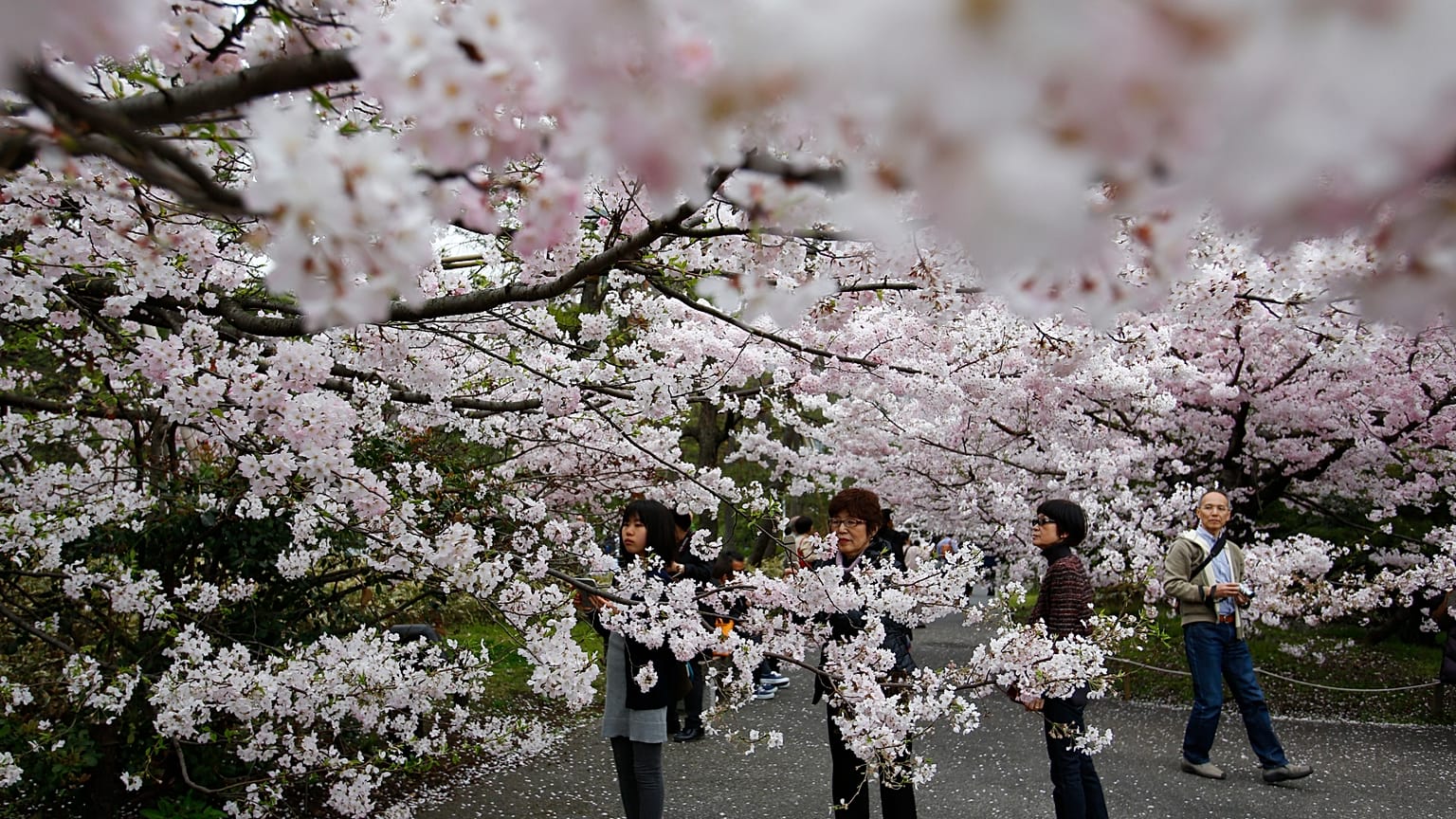 Women take photos of the blooming cherry blossoms near the Chidorigafuchi Imperial Palace moat in Tokyo