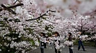 Des femmes photographient les cerisiers en fleurs près des douves du palais impérial de Chidorigafuchi, à Tokyo