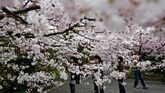 Frauen fotografieren die blühenden Kirschbäume am Wassergraben des Kaiserpalasts Chidorigafuchi in Tokio.