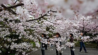 Women take photos of the blooming cherry blossoms near the Chidorigafuchi Imperial Palace moat in Tokyo