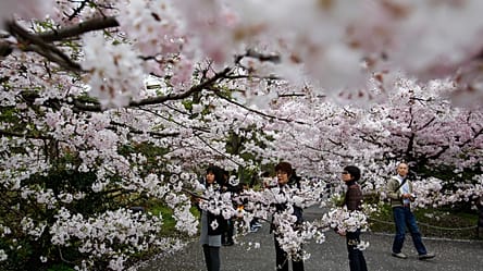 Japon : Tokyo lance la saison des cerisiers en fleurs avec cinq jours d’avance