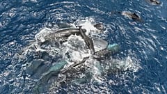 Auf diesem 2023 von Project CETI veröffentlichten Foto stützen Pottwal-Weibchen ein neugeborenes Kalb an der Wasseroberfläche, bis es selbst schwimmen kann.