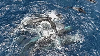 This 2023 photo provided by Project CETI shows female sperm whales holding a newborn calf above the water until it can swim on its own