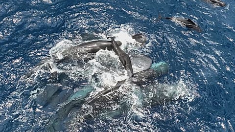 This 2023 photo provided by Project CETI shows female sperm whales holding a newborn calf above the water until it can swim on its own