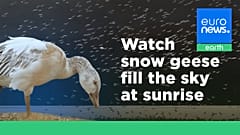 Snow geese take off for the Arctic in mesmerising sunrise display.