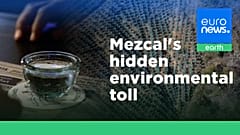 Mezcal's booming popularity comes with a growing environmental cost in Mexico.