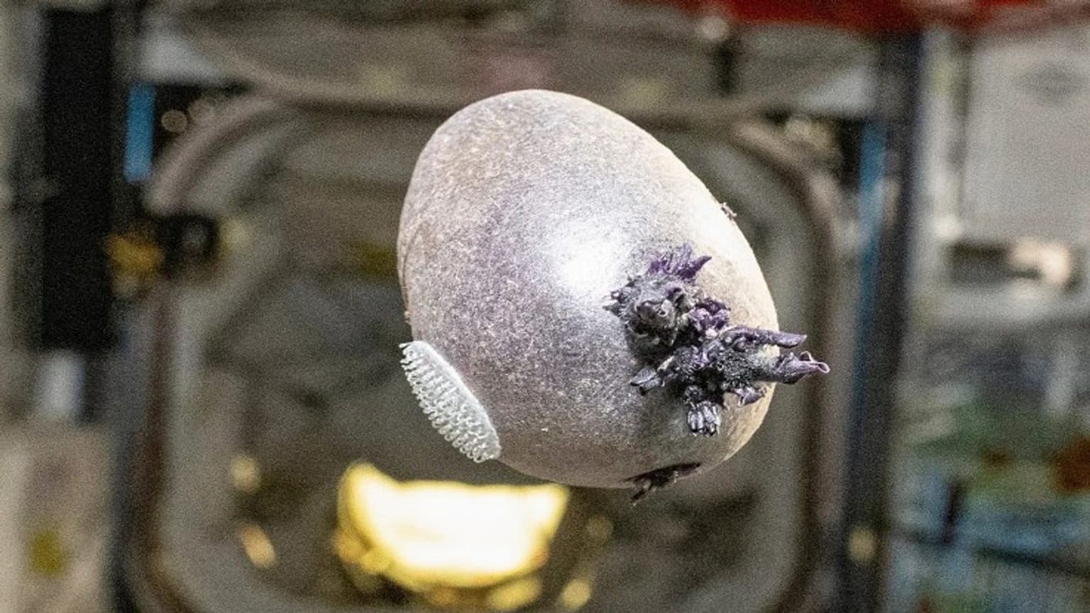 NASA astronaut Don Pettit recently shared a picture of a purple potato he had grown in space on the International Space Station. 