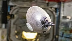 Der NASA-Astronaut Don Pettit hat vor kurzem ein Foto einer lilafarbenen Kartoffel veröffentlicht, die er auf der Internationalen Raumstation angebaut hat.
