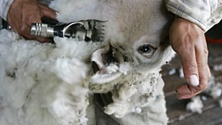 Global mohair supply flourishes in South Africa's desert