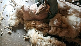 Mohair : l’Afrique du Sud au cœur de la production mondiale