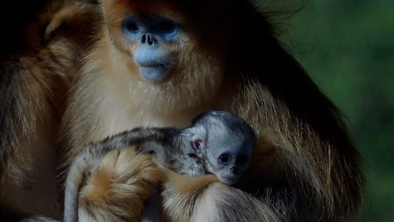 Video. First golden snub‑nosed monkey born outside Asia makes debut at ...