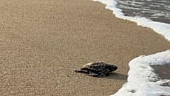 Baby-Schildkröte kriecht zum Meer