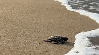 Au Gabon, la lutte fragile pour sauver les tortues marines de Pongara