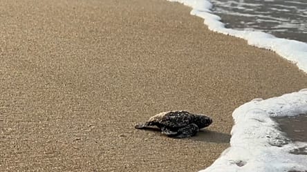 Gabon’s tiny turtles race against extinction as funding for protection dries up