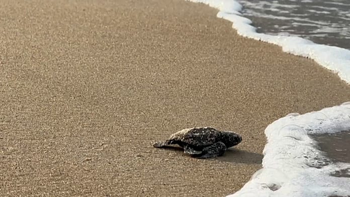 Tortugas de Gabón al borde de la extinción por falta de fondos