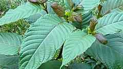 Kratom bitkisi