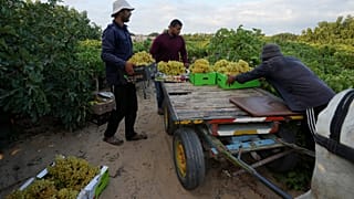 Gaza’s farmers struggle to regrow food amid ruins and shortages