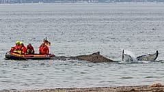 Mitarbeiter des Instituts für terrestrische und aquatische Wildtierforschung und Feuerwehrleute versuchen am 23. März 2026, einen Wal bei Timmendorfer Strand zu retten.