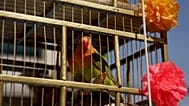 Aves enjauladas para a procissão católica do Domingo de Ramos, Cidade do México, México, 29 de março de 2026