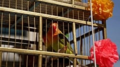 Mexiko-Stadt, Mexiko, 29. März 2026: In Käfigen gehaltene Vögel warten auf die katholische Palmsonntagsprozession.