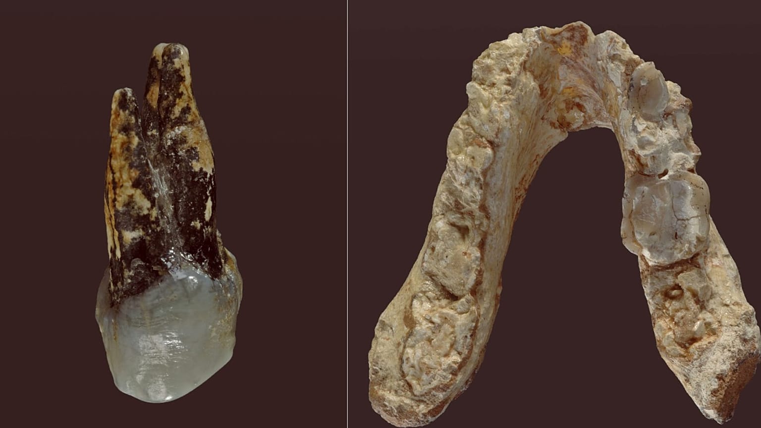 Graecopithecus freybergi'nin kalıntıları.
