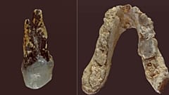 Graecopithecus freybergi'nin kalıntıları.