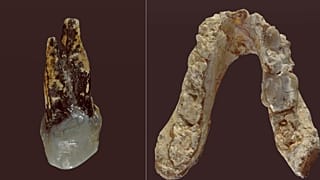 Graecopithecus freybergi'nin kalıntıları.