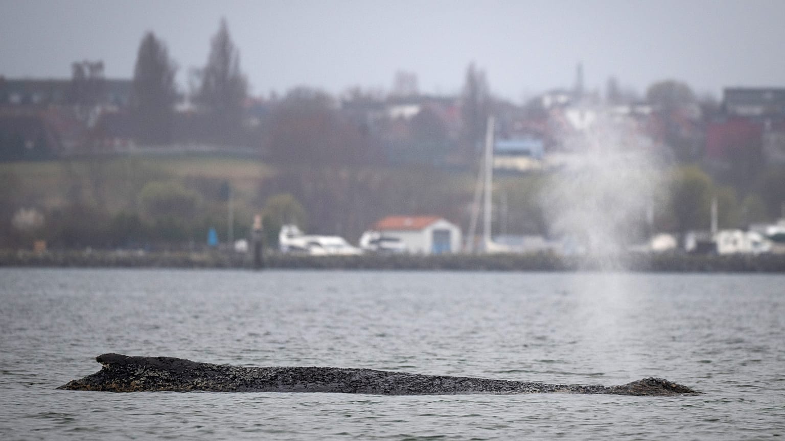 A whale lies on a sandbank in the Bay of Wismar, Germany, Saturday, March 28, 2026.