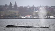 A whale lies on a sandbank in the Bay of Wismar, Germany, Saturday, March 28, 2026.