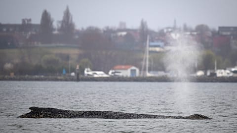 A whale lies on a sandbank in the Bay of Wismar, Germany, Saturday, March 28, 2026.