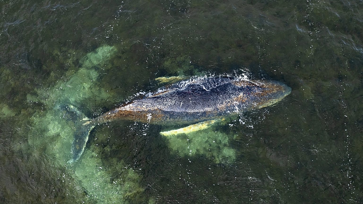Gestrandeter Buckelwal in der Ostsee – 30. März